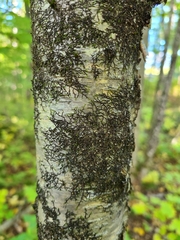 Frullania eboracensis