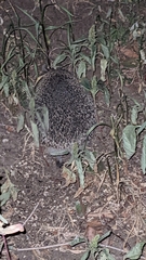 Hemiechinus auritus