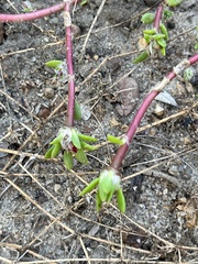Portulaca pilosa