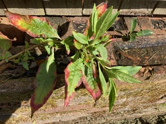 Phytolacca octandra