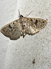 Palpita freemanalis