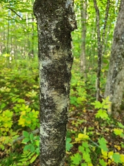 Frullania eboracensis