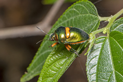 Lampromicra senator
