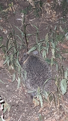 Hemiechinus auritus
