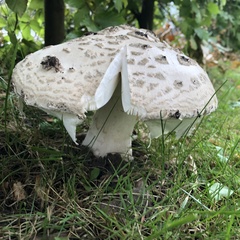 Amanita strobiliformis