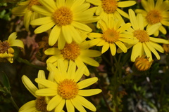 Senecio bahioides