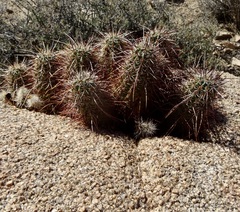 Echinocereus engelmannii engelmannii