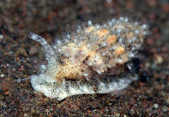 Vexillum exasperatum