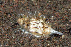 Vexillum exasperatum