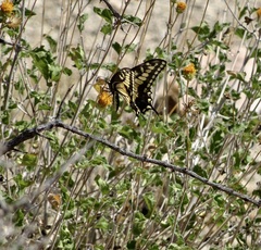 Papilio polyxenes rudkini