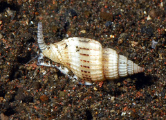 Vexillum exasperatum