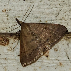 Hypenula cacuminalis