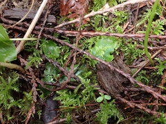 Conocephalum conicum