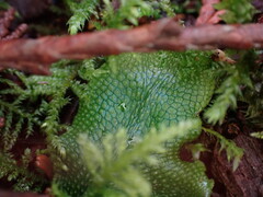 Conocephalum conicum