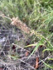 Cenchrus echinatus