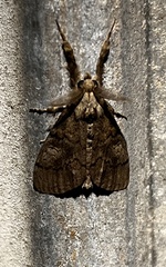 Dasychira vagans