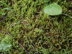 Rhytidiadelphus squarrosus