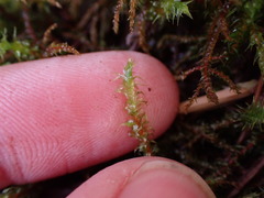 Rhytidiadelphus squarrosus