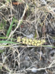 Cenchrus echinatus