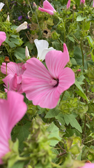 Malva trimestris