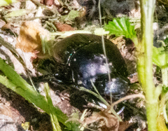 Phanaeus triangularis