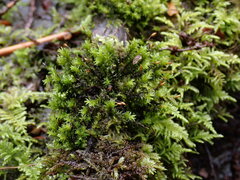 Racomitrium aciculare