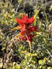 Castilleja linariifolia