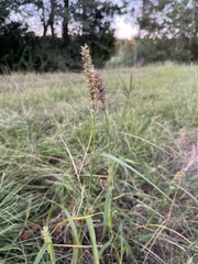 Cenchrus echinatus