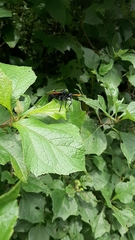 Protomydas rubidapex