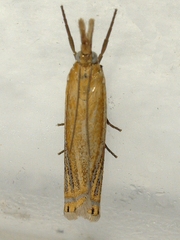 Crambus