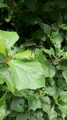 Protomydas rubidapex