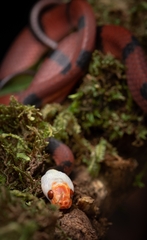 Siphlophis compressus