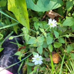 Stellaria