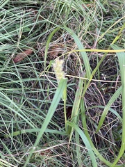 Cenchrus echinatus