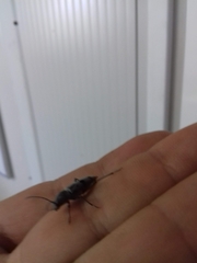 Chlorophorus glabromaculatus glaucus