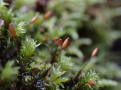 Racomitrium aciculare