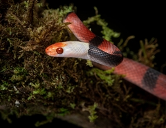 Siphlophis compressus