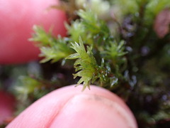 Racomitrium aciculare