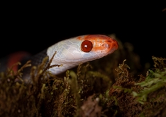 Siphlophis compressus