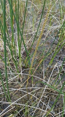 Triglochin maritima