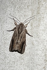 Spodoptera eridania