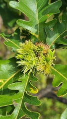 Andricus quercusfrondosus