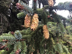 Picea sitchensis