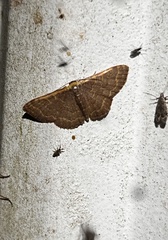 Leptostales pannaria