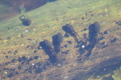 Anura