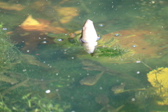 Anura