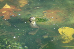 Anura