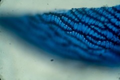 Sphagnum subsecundum