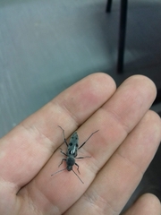 Chlorophorus glabromaculatus glaucus