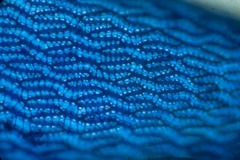 Sphagnum subsecundum